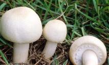 Как сажать грибы шампиньоны в домашних условиях