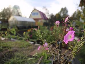 В России принят новый закон для дачников и садоводов: что в нем важного